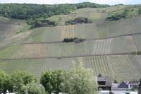 Weinberge an der Mosel