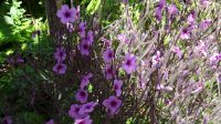 Botanischer Garten von Funchal - Madeira Storchschnabel