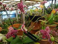 Orchideengarten
