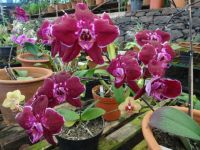 Orchideengarten
