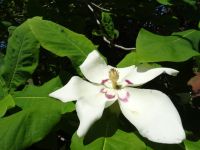 Quinta do Palheiro - Magnolie