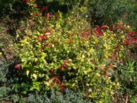 Esmeraldas Kräutergarten - Ananassalbei