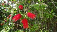 Botanischer Garten - Flaschenputzer