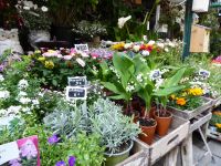 Tag 1 29.04.2023 Entdeckerspaziergang, Blumenmarkt