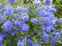 Tag 4 01.05.2023  Stadtbummel im Marais, Säckelblume