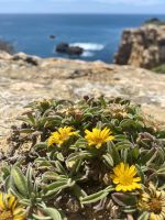 Tag 2 - Küstenstrandstern