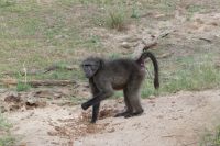 Mount Etjo Lodge, Safari