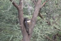 Mount Etjo Lodge, Safari