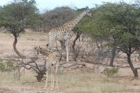 Mount Etjo Lodge, Safari
