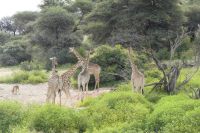 Mount Etjo Lodge, Safari