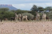 Mount Etjo Lodge, Safari