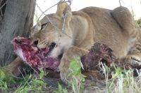Mount Etjo Lodge, Safari