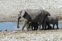 im Etosha NP