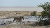 im Etosha NP