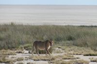 im Etosha NP