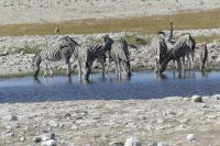 im Etosha NP