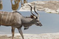 Etosha NP, Camp Halali, Kudu
