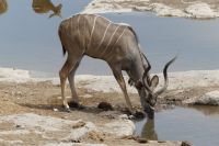 Etosha NP, Camp Halali, Kudu