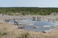 Etosha NP, Camp Halali