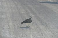 Etosha NP, Kampfadler