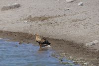 Etosha NP, Raubadler