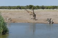 Etosha NP
