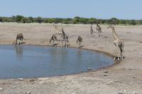 Etosha NP