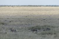 Etosha NP, Warzenschweine