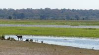 Safari im Bwabwata NP - Mahango Park, am Okavango