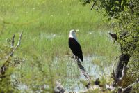 Schreiseeadler am Okavango