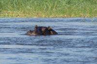 Bootsfahrt auf dem Okavango