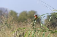Bienenfresser während der Bootsfahrt auf dem Okavango