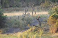 Bootsfahrt auf dem Okavango...Löwen am Ufer