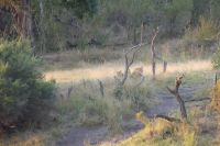 Bootsfahrt auf dem Okavango