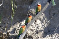 Bootsfahrt auf dem Kwando, Bienenfresser