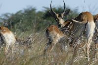 Bootsfahrt auf dem Kwando, Sumpfantilopen