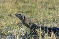 Bootsfahrt auf dem Kwando, Waran