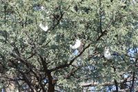 Kameldornbaum