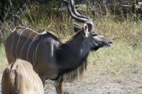 Kudus im Bwabwata NP