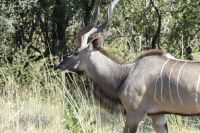 Kudu im Bwabwata NP