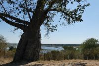 Baobab und Chobe River an der Grenze Namibia-Botswana