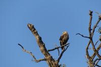 Pirschfahrt im Chobe NP