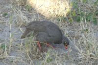 Rotschnabel-Frankolin