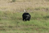 Kaffernbüffel mit Kuhreiher