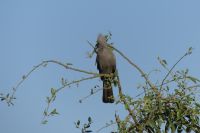 Grauer Lärmvogel (grey go-away-bird)