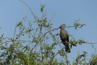 Grauer Lärmvogel (grey go-away-bird)