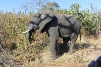 Pirschfahrt im Chobe NP