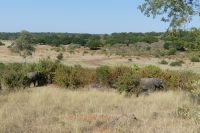 Pirschfahrt im Chobe NP