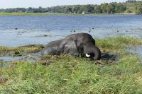 Bootstour auf dem Chobe