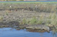 Bootstour auf dem Chobe